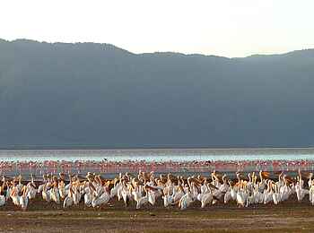 Chem Chem Lodge: Flamingos und Pelikane Chem Chem Lodge: Flamingos und Pelikane