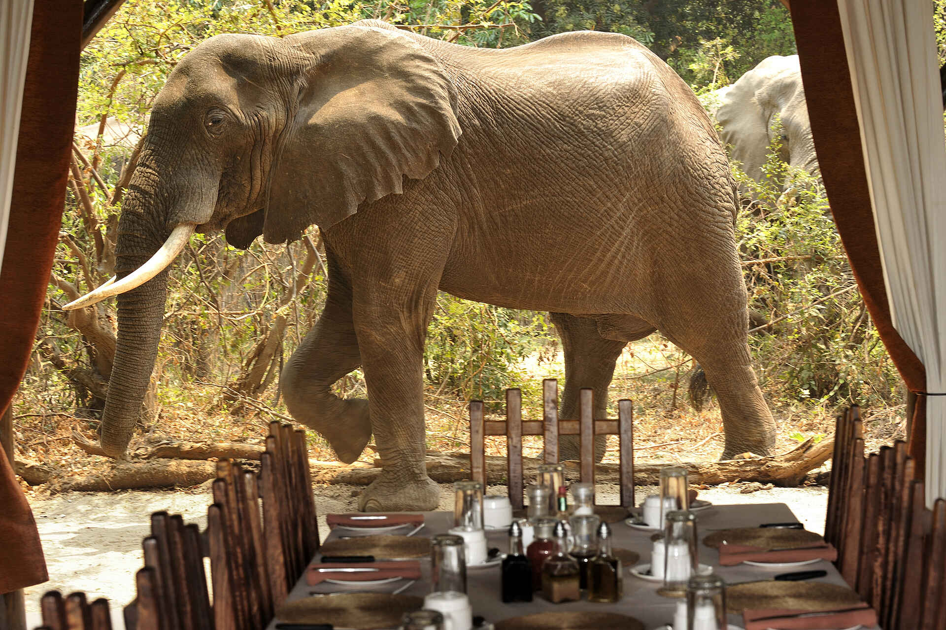Chiawa Camp, Kanusafari, Lower Zambezi National Park, Sambesi, Sandbank, Walking Safari, Zambezi, Elefanten, Speisesaal, Unteres Sambesi-Tal