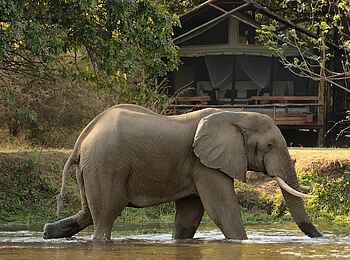 Chiawa Camp: Elefant vor Gästezelt