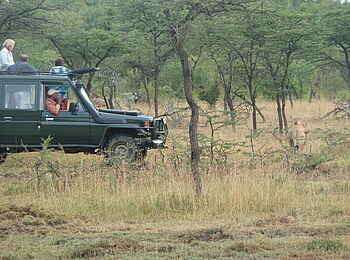 Encounter Mara Camp: Game Drive