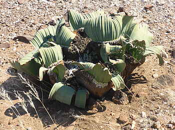 Fort Sesfontein: Die Fauna ist der Trockenheit gut angepasst