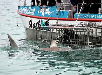 Grootbos Forest Lodge: Im Haikäfig Grootbos Forest Lodge: Im Haikäfig