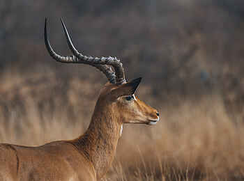 Kambaku Safari Lodge: Impala 