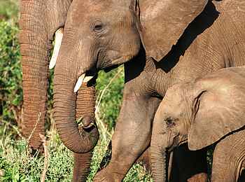 Kidepo National Park: Elefantenfamilie