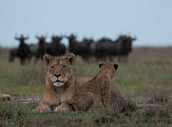 King Lewanika Lodge: Eine Löwin mit Jungtier King Lewanika Lodge: Eine Löwin mit Jungtier
