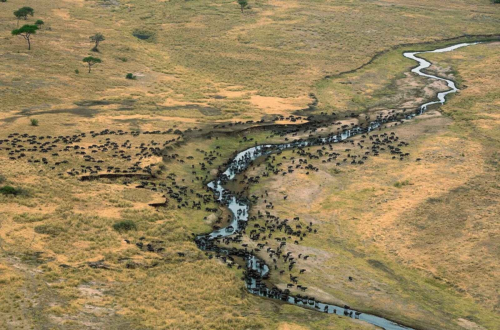 Kiota Camp: Büffelherde am Grumeti River Kiota Camp: Büffelherde am Grumeti River