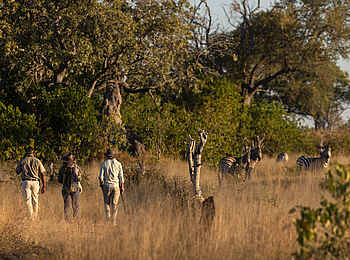 Maxa Camp: Walking Safari