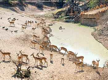 Mwamba Bush Camp: Am Wasserloch Mwamba Bush Camp: Am Wasserloch