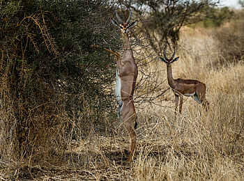 Porini Amboseli Camp: Antilopen Porini Amboseli Camp: Antilopen