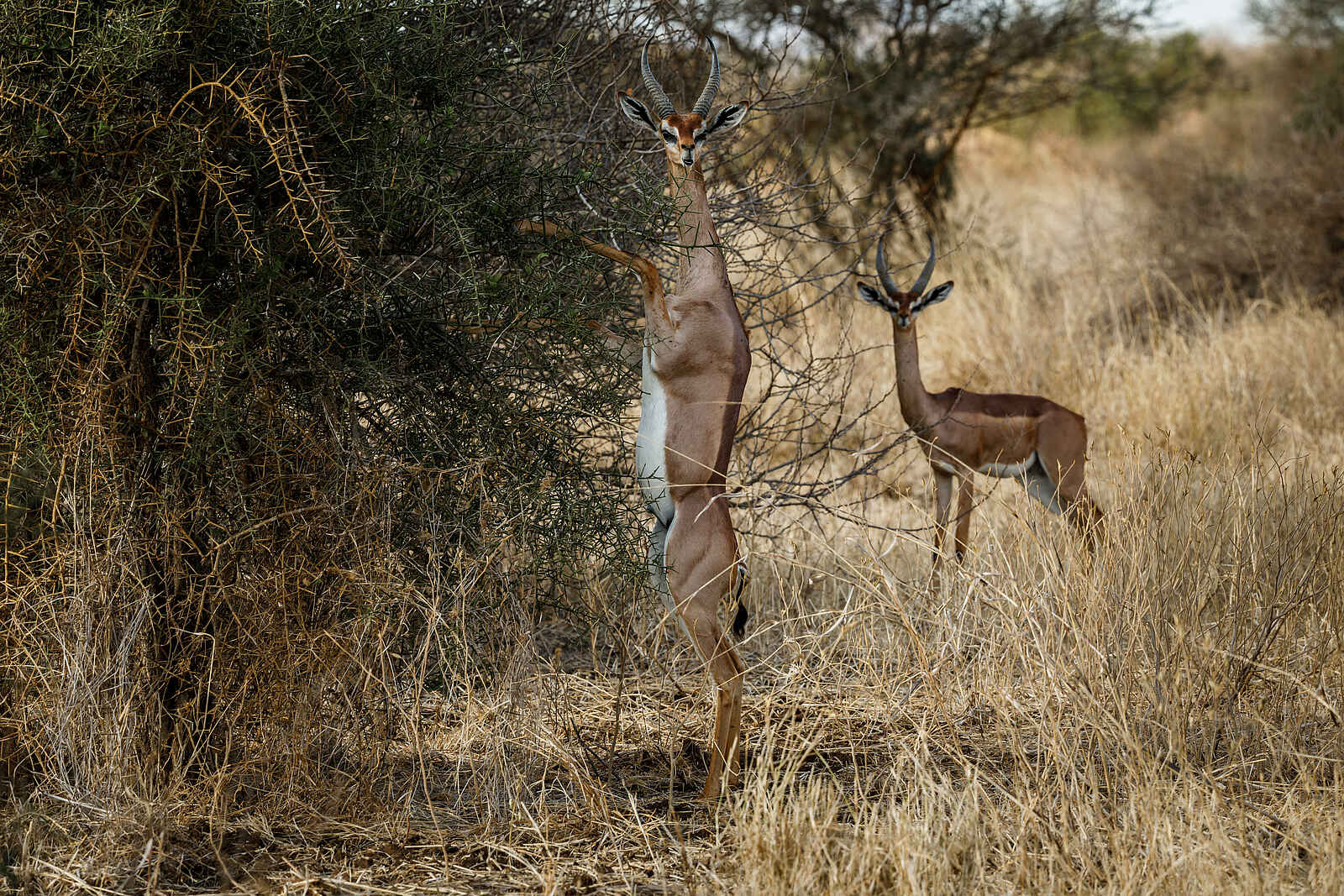 Porini Amboseli Camp: Antilopen Porini Amboseli Camp: Antilopen