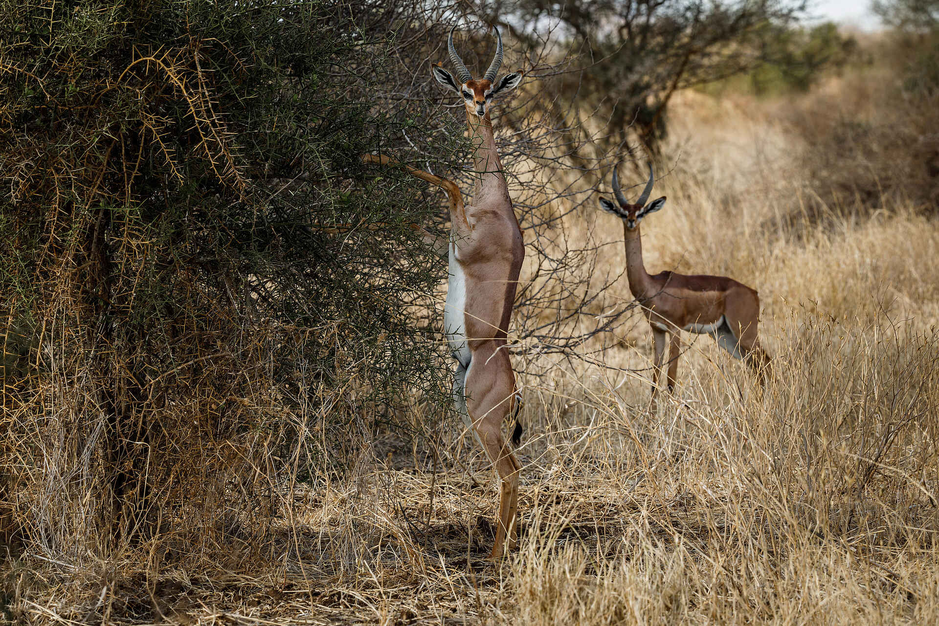 Porini Amboseli Camp: Antilopen