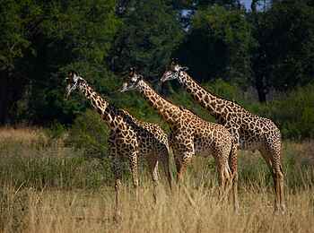 Puku Ridge Camp: Thornicroft-Giraffen