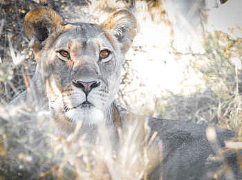 Rra Dinare Camp: Löwin