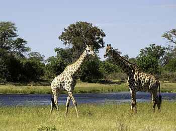 Savuti Camp: Giraffen am Kanal