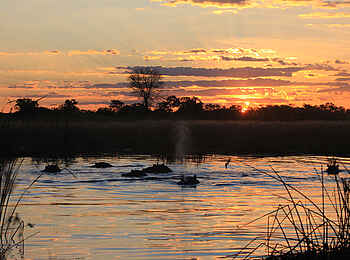 Selinda Canoe Trail: Nilpferde im Sonnenuntergang