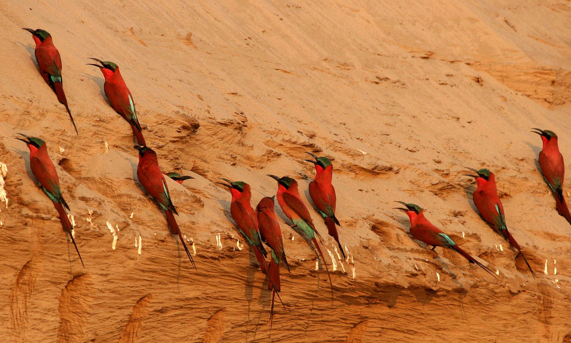 Kaingo Camp: Carmine Bee-Eater am Steilufer
