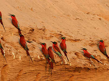 Kaingo Camp: Carmine Bee-Eater am Steilufer
