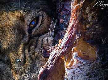 Simbavati Waterside Lodge: Ein Löwe mit Beute Simbavati Waterside Lodge: Ein Löwe mit Beute