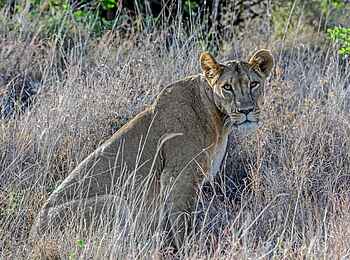 Sirikoi: Löwenweibchen