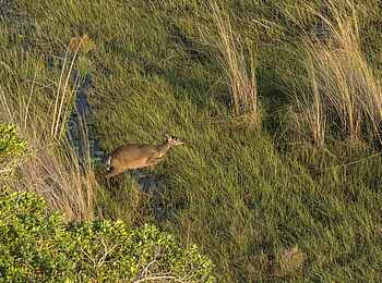 Sitatunga Private Island Camp: Im Busch Sitatunga Private Island Camp: Im Busch
