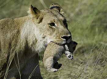 Tubu Tree: Löwin trägt Baby im Maul Tubu Tree: Löwin trägt Baby im Maul