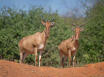 Ulusaba Rock Lodge: Antilopen