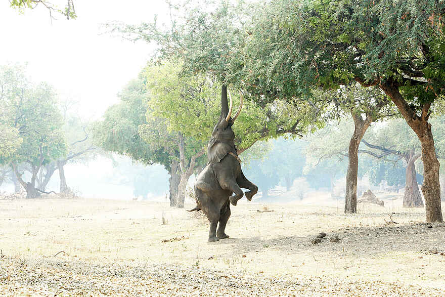 Zambezi Expeditions Camp: Ein Elefant auf seinen Hinterbeinen Zambezi Expeditions Camp: Ein Elefant auf seinen Hinterbeinen
