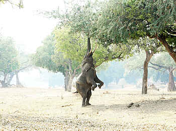 Zambezi Expeditions Camp: Ein Elefant auf seinen Hinterbeinen Zambezi Expeditions Camp: Ein Elefant auf seinen Hinterbeinen