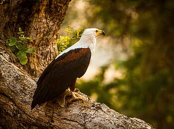 Kanga Expeditions: Fischadler