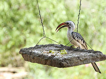 Koros Camp: Hornbill