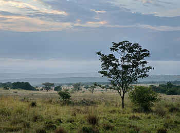 Makweti Safari Lodge: Grüne Sommerlandschaft in Welgevonden