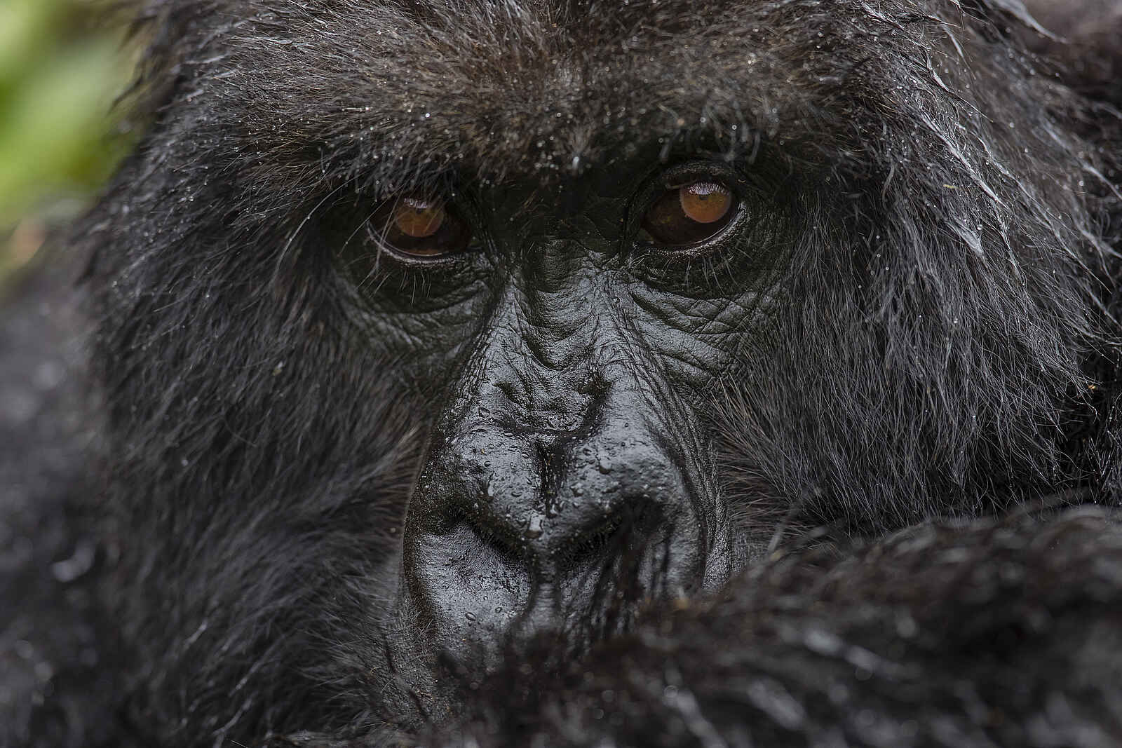 Singita Kwitonda Lodge: Gorillaportrait Singita Kwitonda Lodge: Gorillaportrait