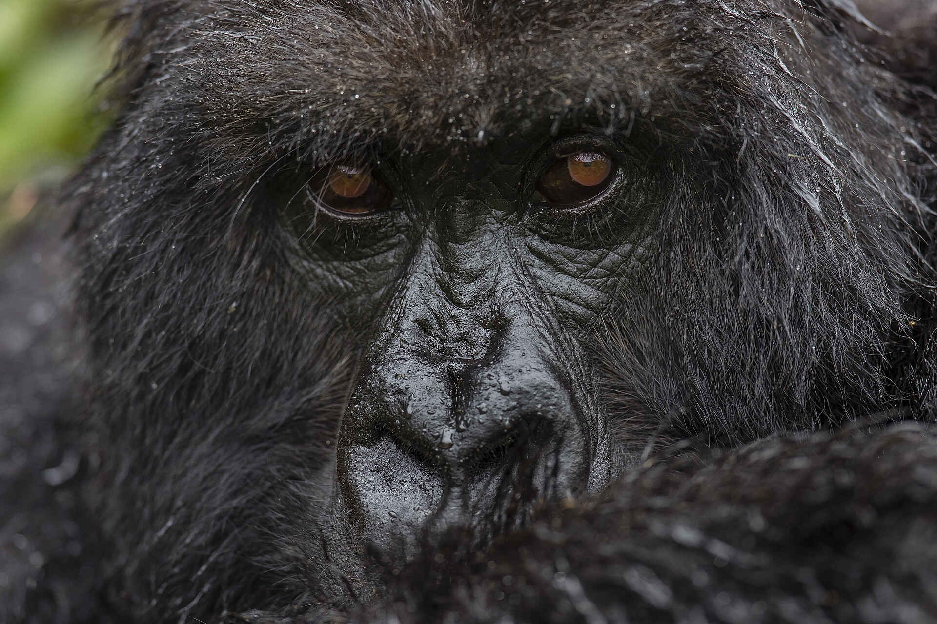 Singita Kwitonda Lodge: Gorillaportrait