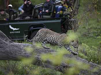 &Beyond Kirkman's Camp: Game Drive mit Leopard &Beyond Kirkman's Camp: Game Drive mit Leopard