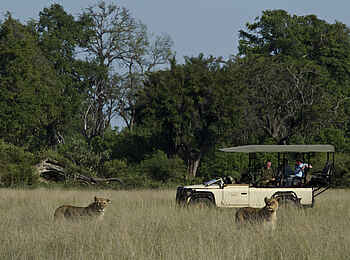 Duba Plains Camp: Löwen im hohen Gras