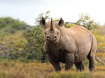 Ecca Lodge: Spitzmaulnashorn Ecca Lodge: Spitzmaulnashorn