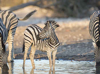 Encounter by Ongava: Zebras mit Zebrajunge beim trinken