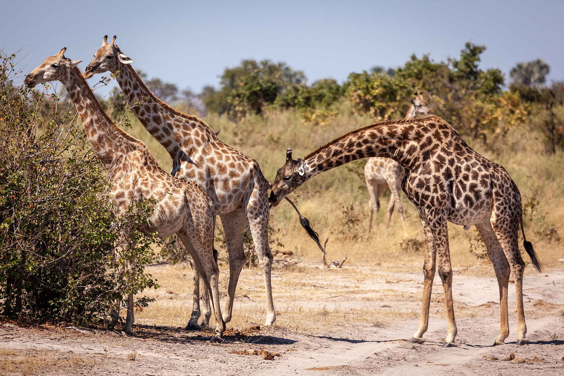 Gomoti Plains Camp: Giraffen