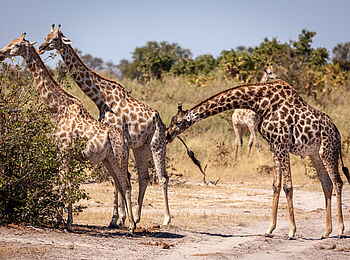 Gomoti Plains Camp: Giraffen