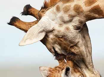 Great Fish River Lodge: Zuneigung