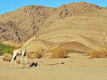 Hoanib Skeleton Coast Camp: Giraffe im Hoanib-Tal Hoanib Skeleton Coast Camp: Giraffe im Hoanib-Tal