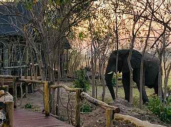 Khwai Expeditions Camp: Ein Elefant im Camp Khwai Expeditions Camp: Ein Elefant im Camp