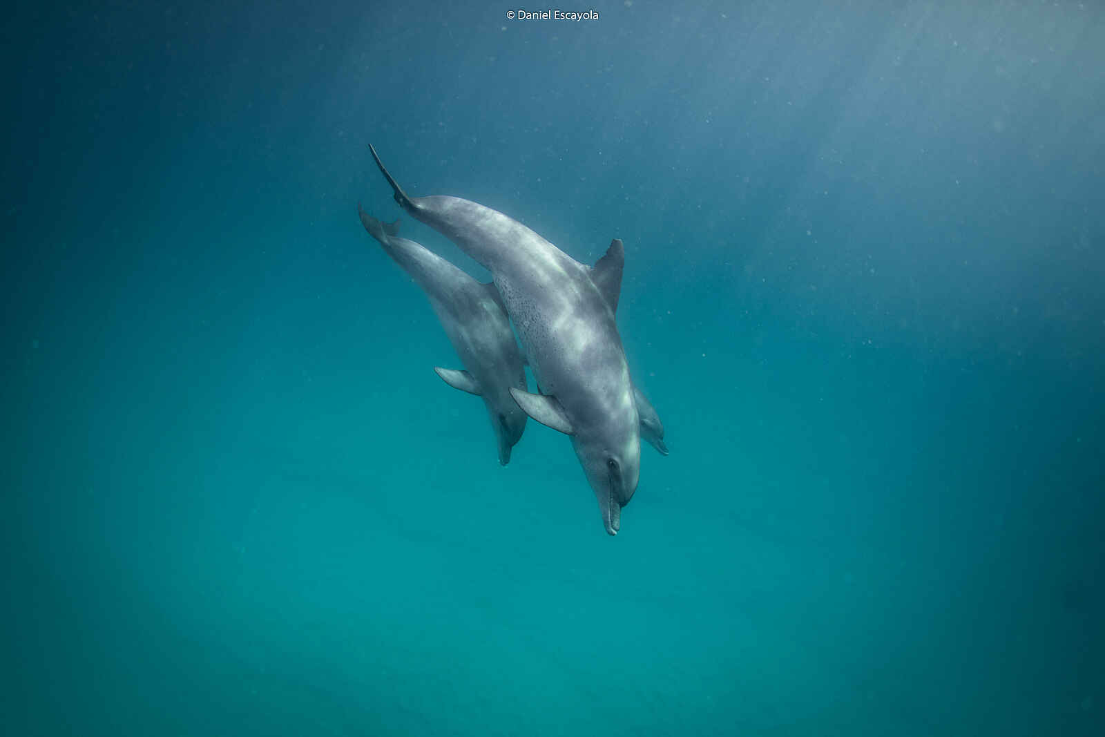 Kisawa Sanctuary: Delfine Kisawa Sanctuary: Delfine