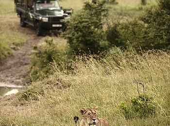 Klein's Camp: Löwe im hohen Gras