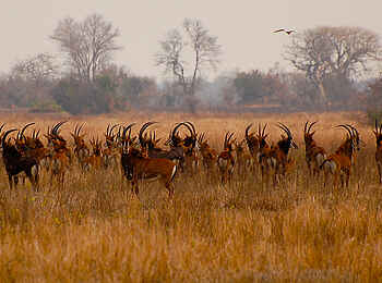 Kubatana Camp: Rappenantilopen