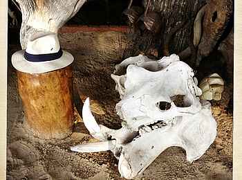 Kujwana Camp: Tierschädel