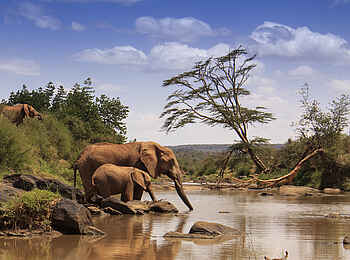 Laikipia Wilderness Palm Camp: Elefanten beim Trinken Laikipia Wilderness Palm Camp: Elefanten beim Trinken