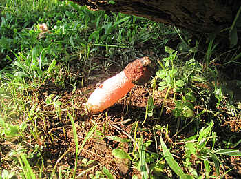 Leopard Lodge: Morchel