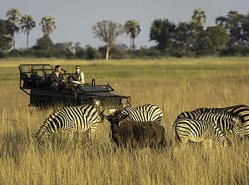 Little Tubu: Zebras und Gnu Little Tubu: Zebras und Gnu