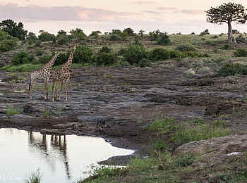 Mashatu Euphorbia Villas: Hammerkop Crossing